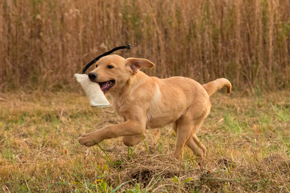 labrador retriever puppy training