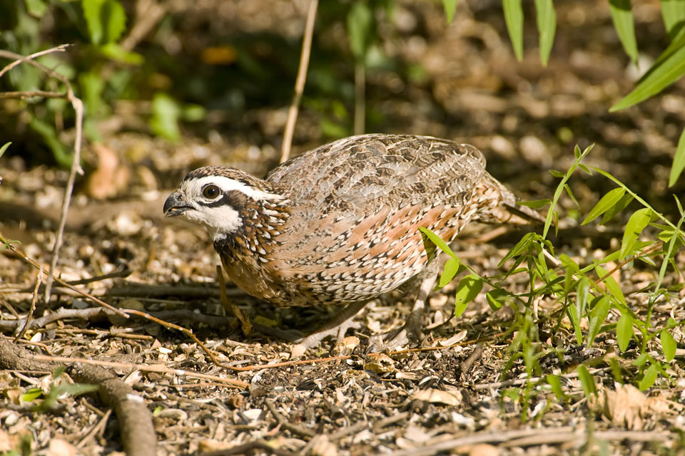 quail