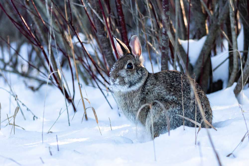 rabbit in snow