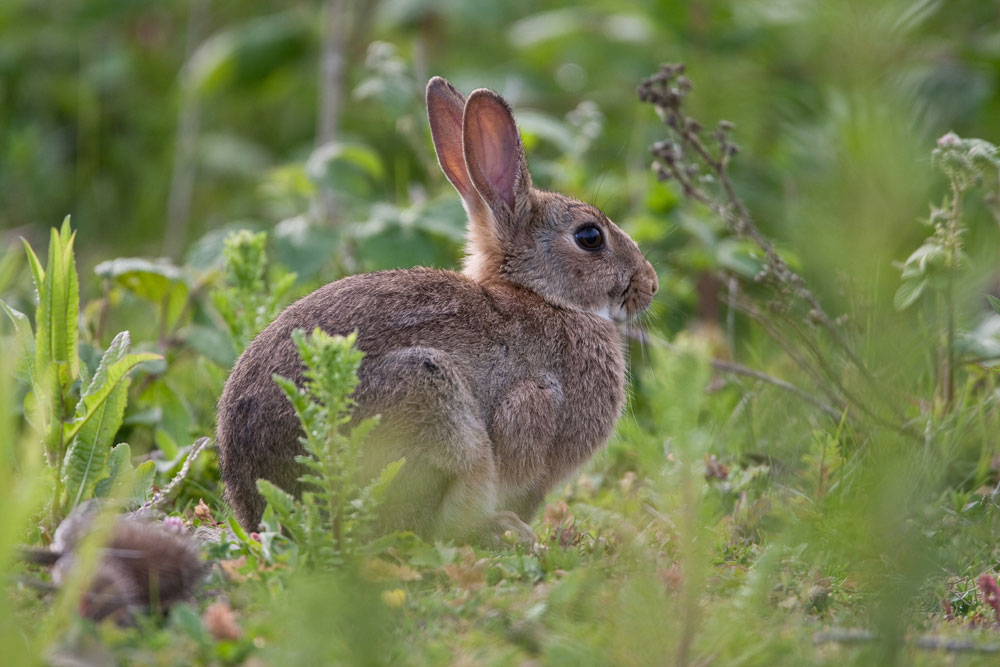 rabbit