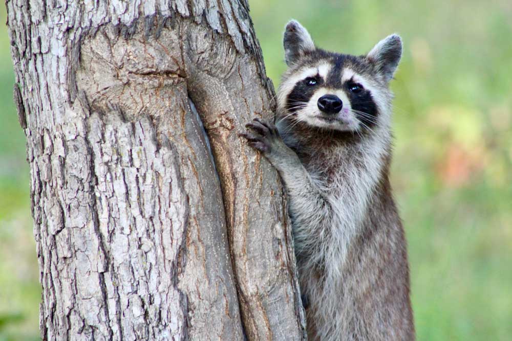 raccoon in a tree