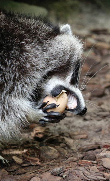 raccoon nest predator