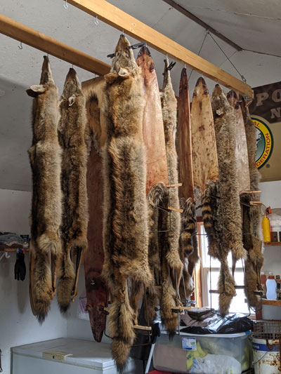 raccoon pelts