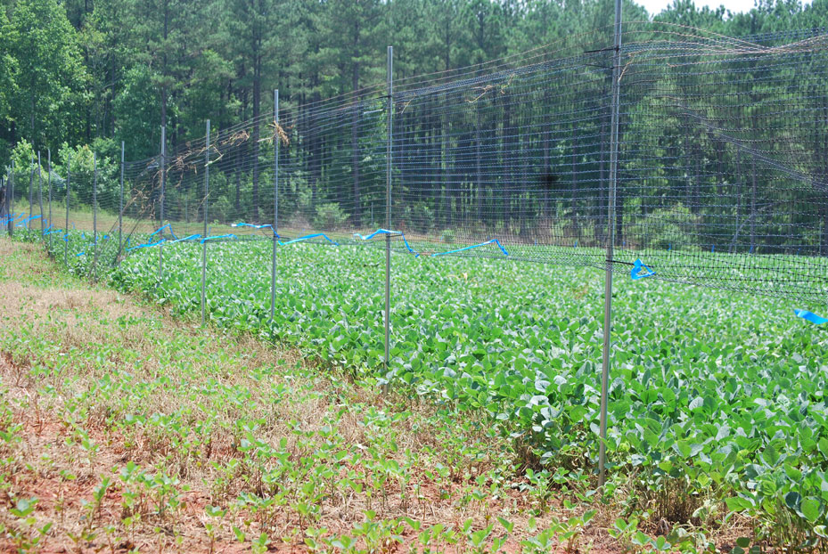 raised fencing