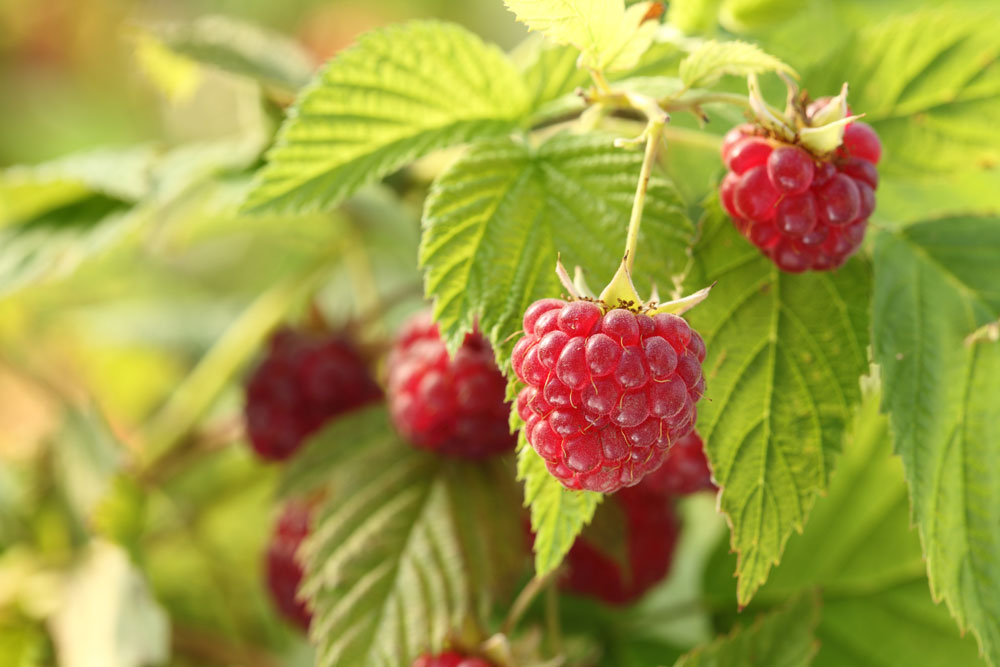 raspberries