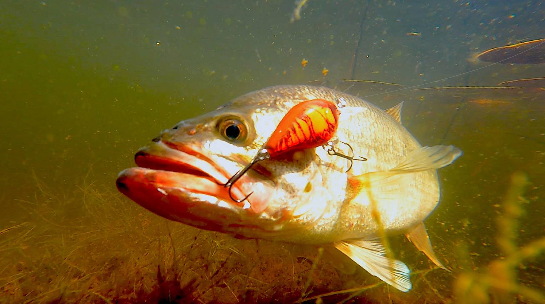 april bass lure
