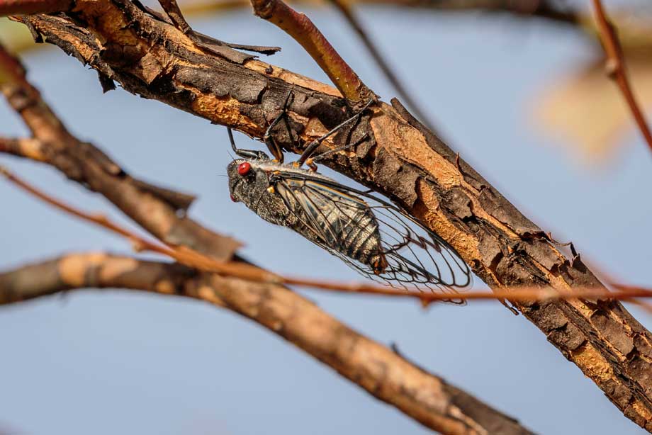 red eye cicada