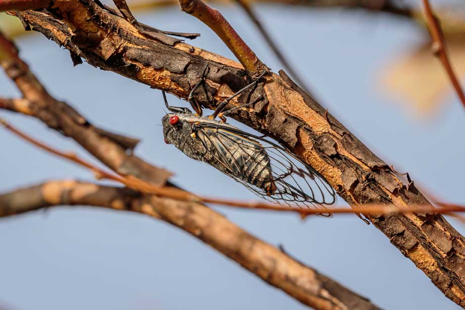 redeye cicada