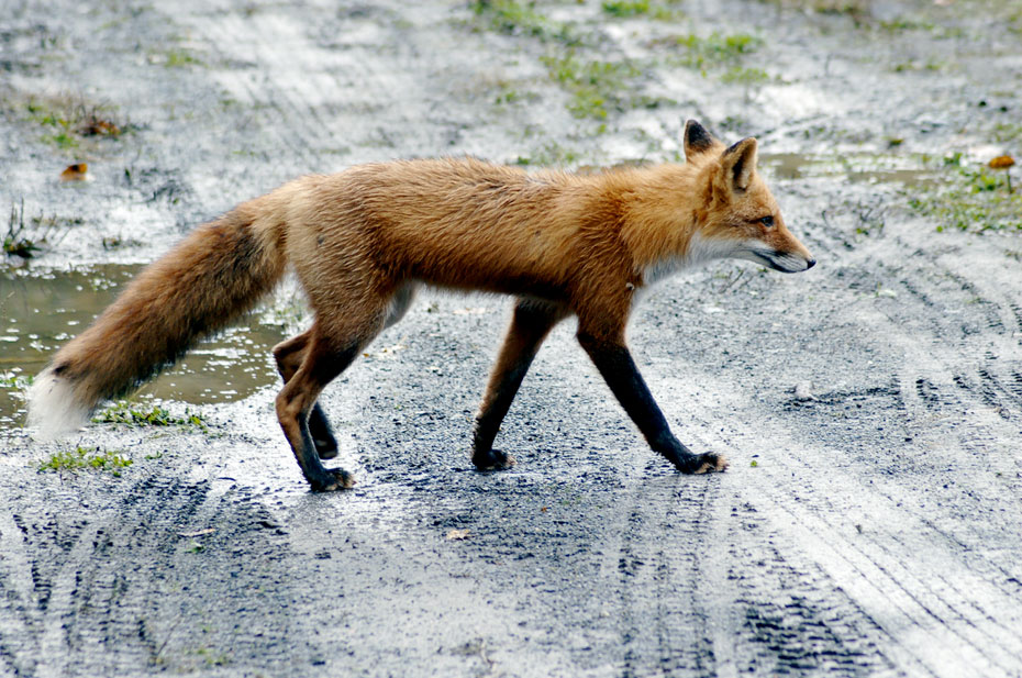 red fox