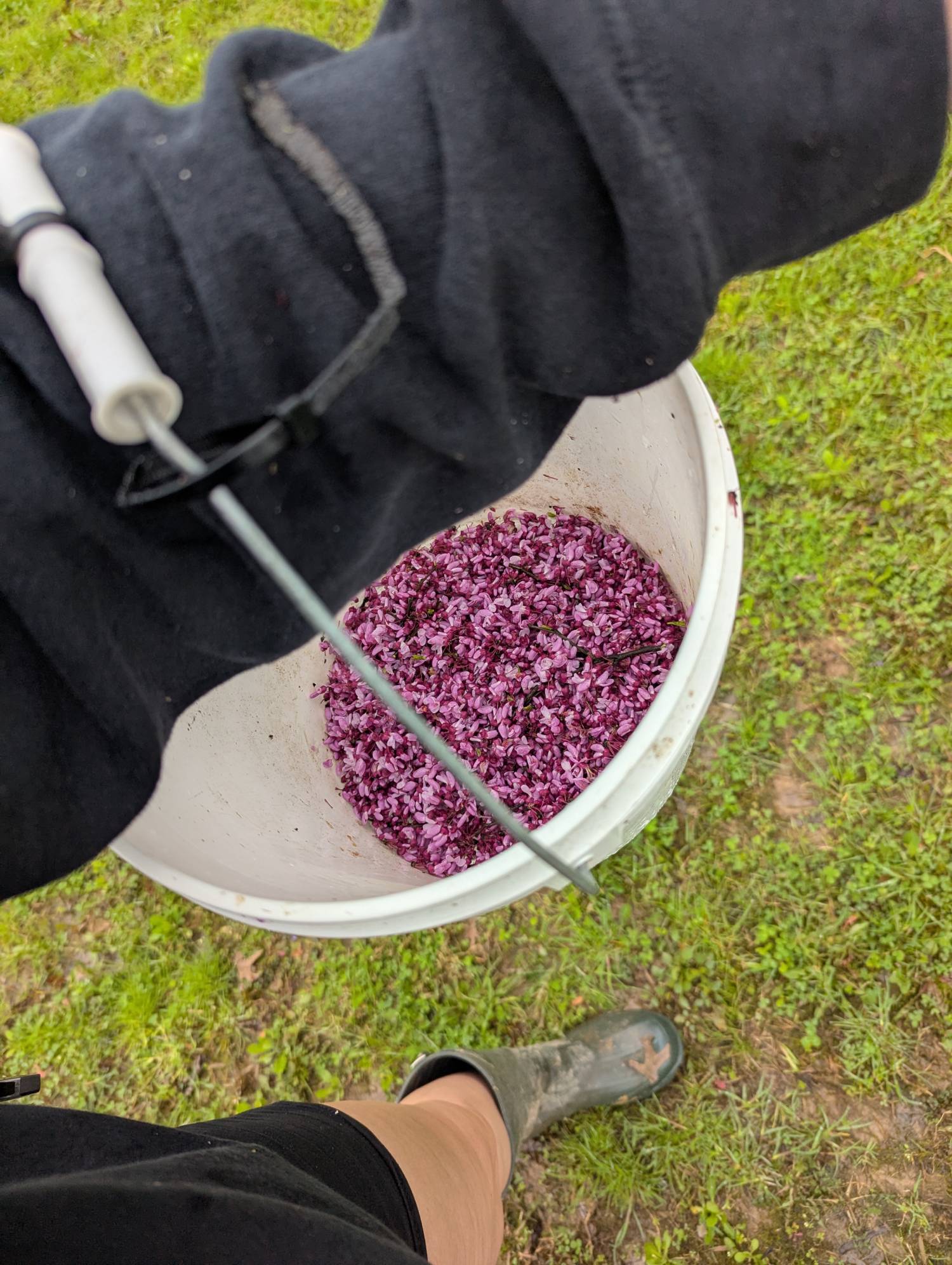 redbud petals foraging