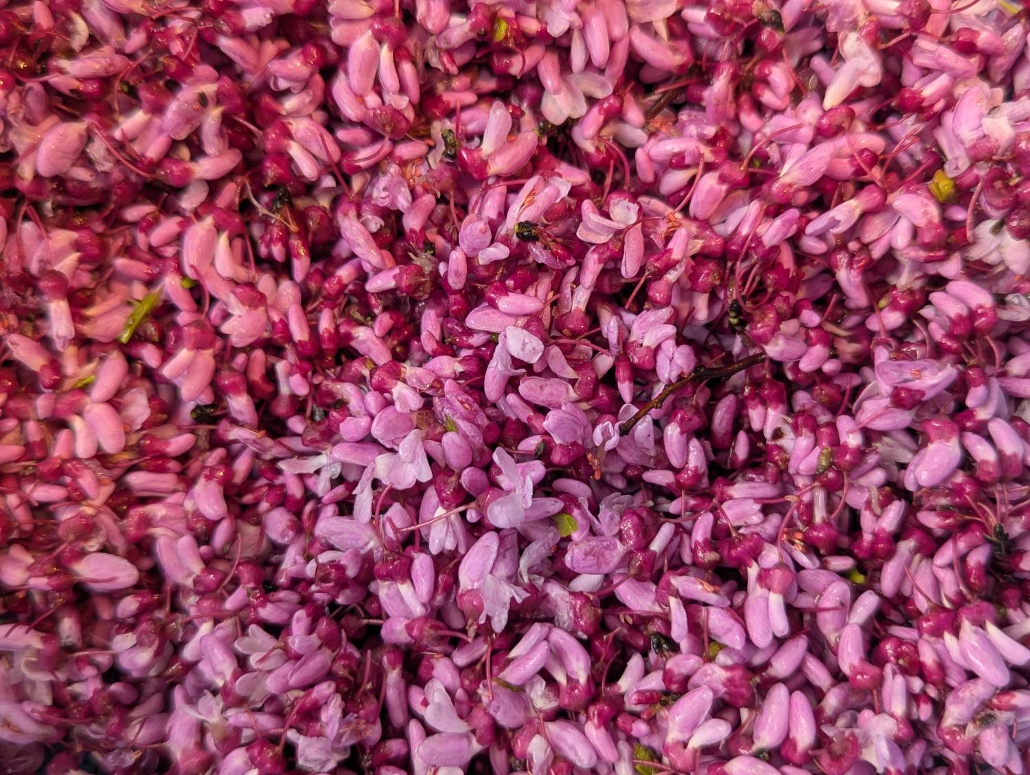 redbuds