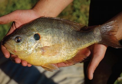 Redear: The Other Bream