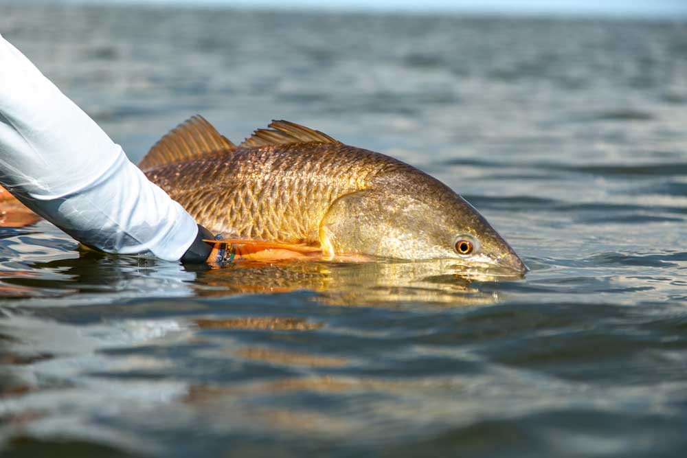releasing redfish