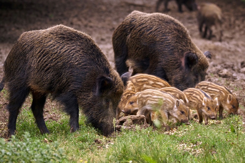 feral hog with piglets