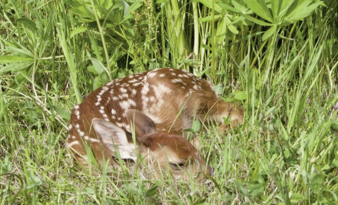 resting fawn