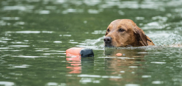 dog swimming