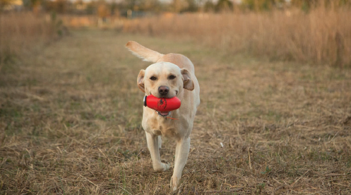 dog retrieve