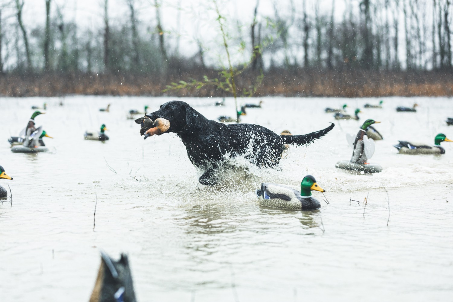 lab retrieving ducks