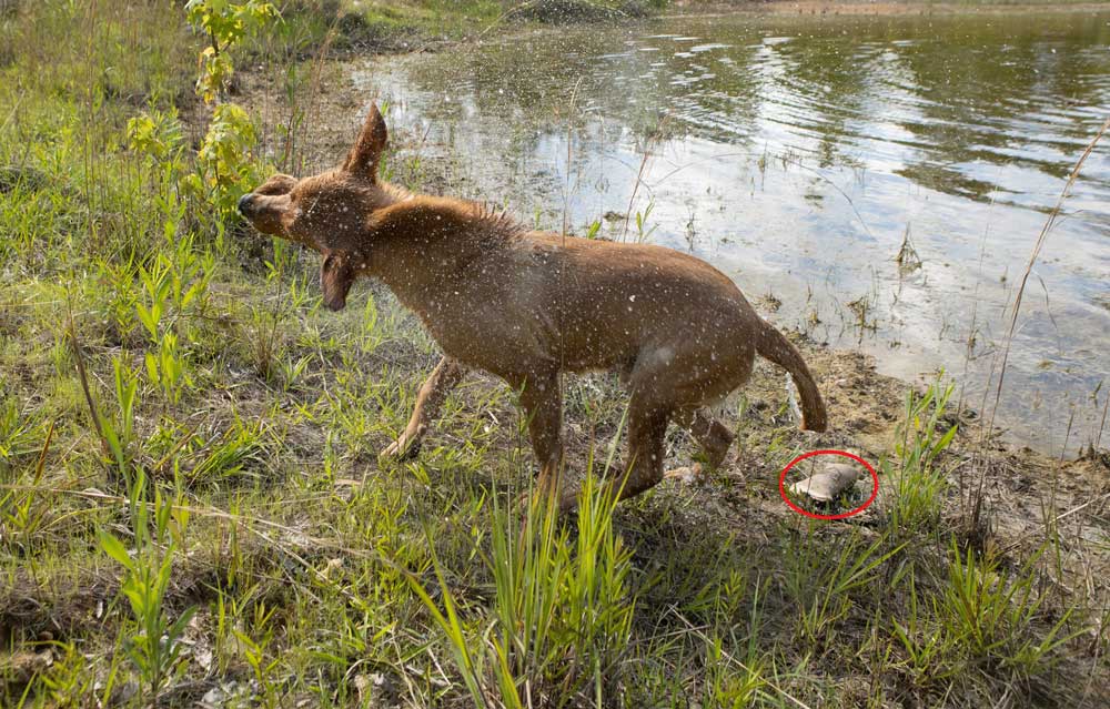 retriever dropped dummy to shake water off