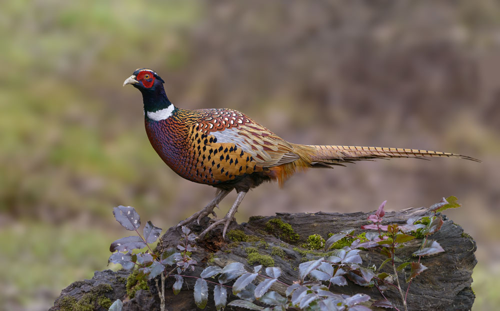 ring-necked pheasant