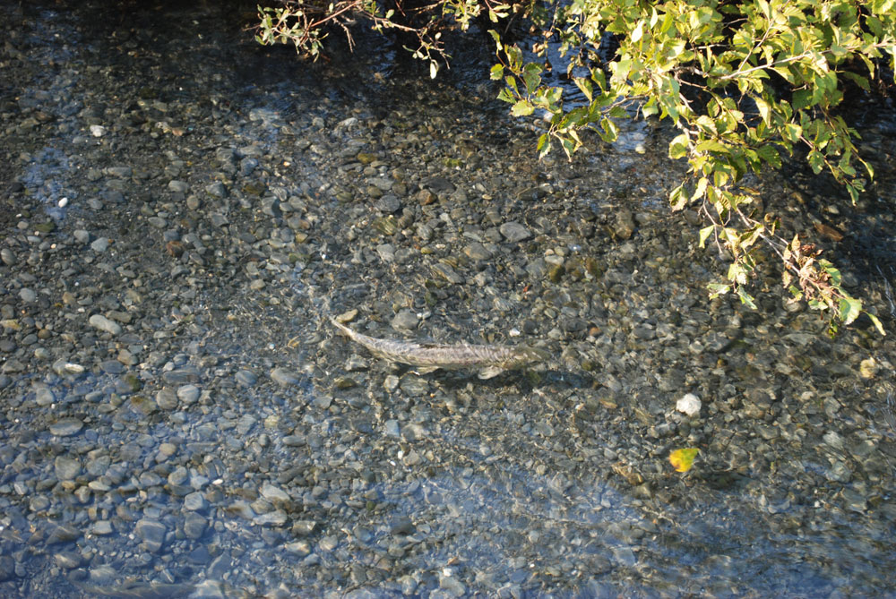 river trout