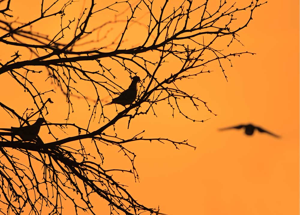 doves roosting in tree