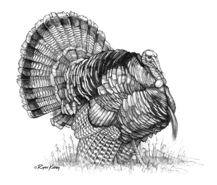 Ryan Kirby turkey sketch