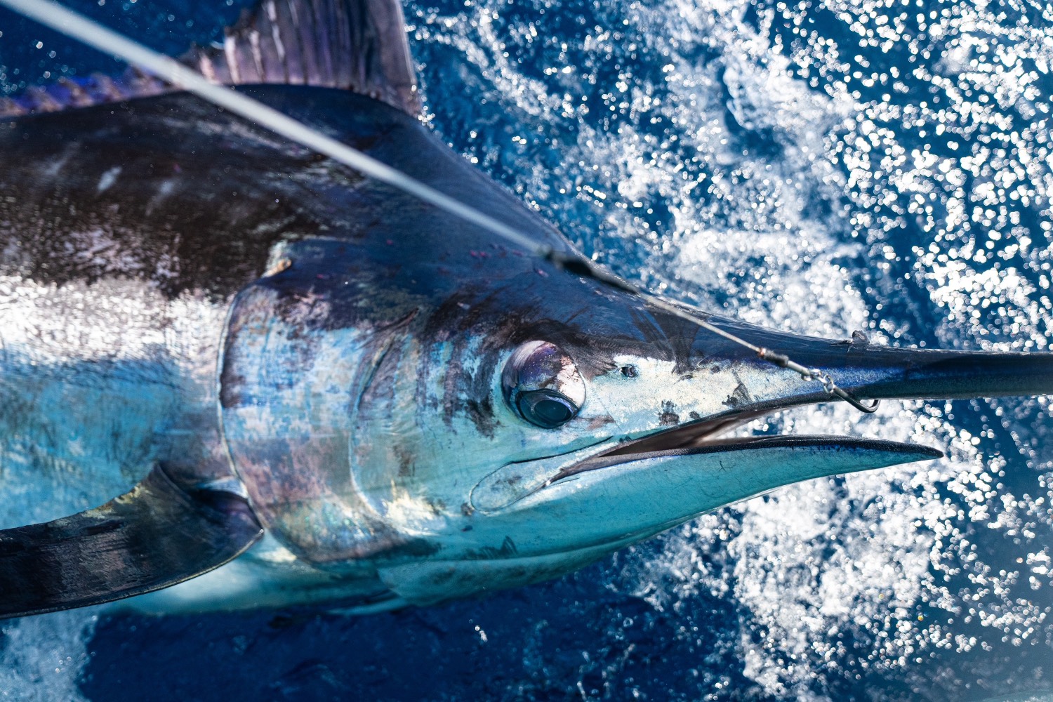 sailfish