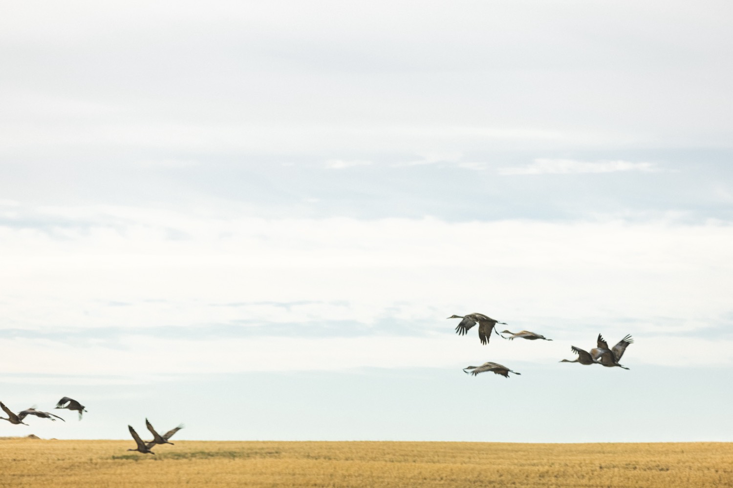 sandhill cranes fly in the sky