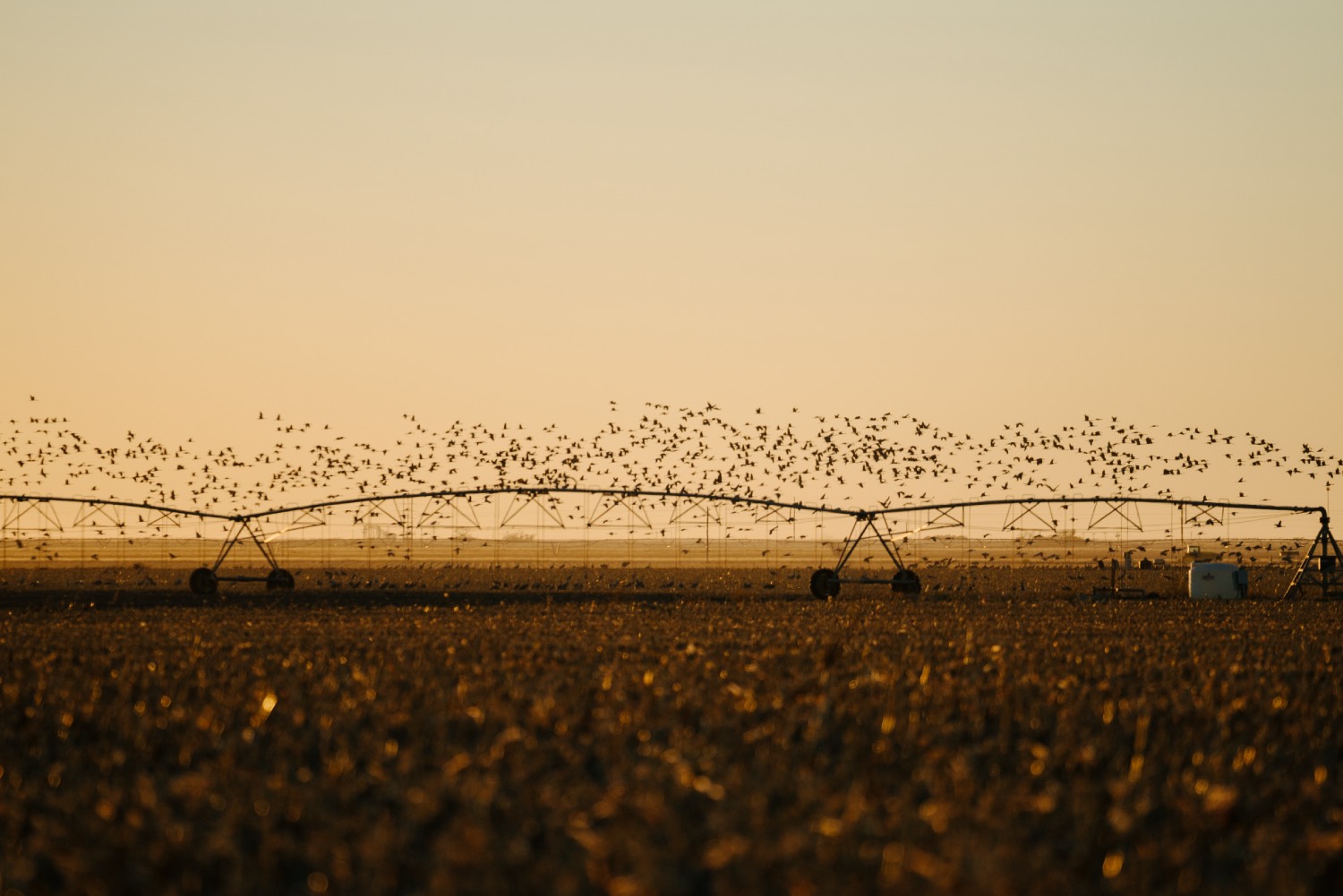 thousands of cranes fly in the sunset 