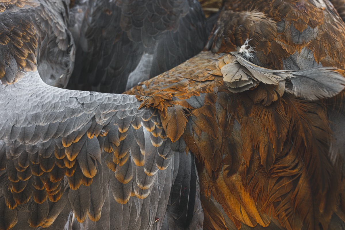 feathers of a sandhill crane, gray and rust colored