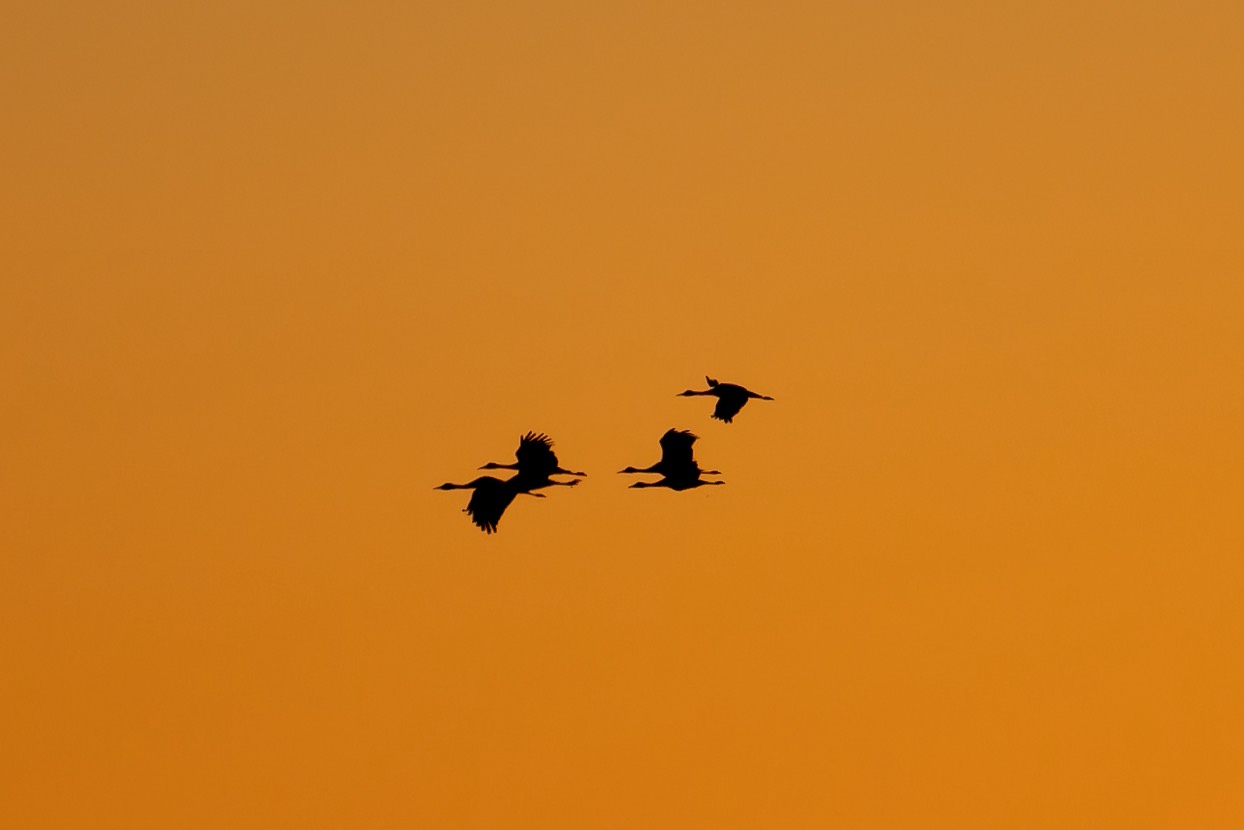 the black outline of sandhill cranes against an orange sky