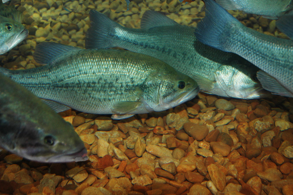 schooling bass