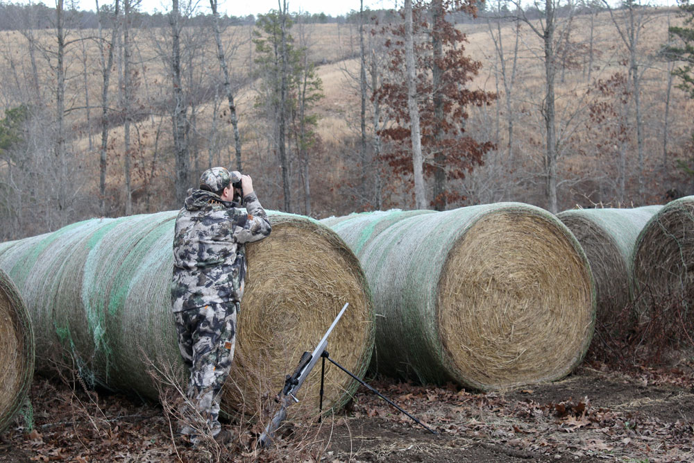 scouting coyotes