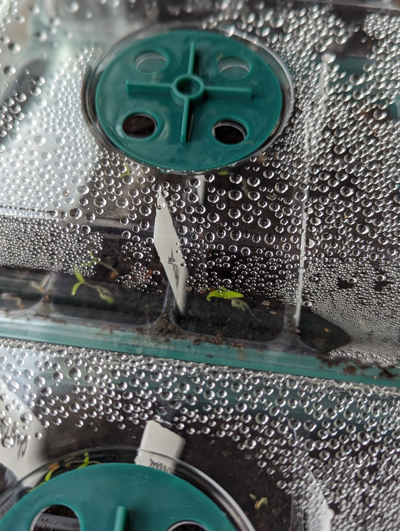 seed starting