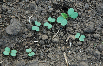 seed germination