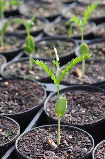 tree seedling