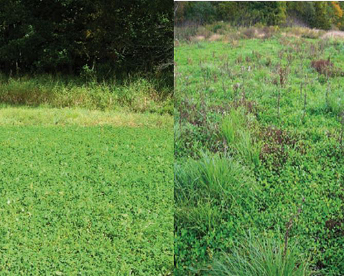 selective herbicide comparison
