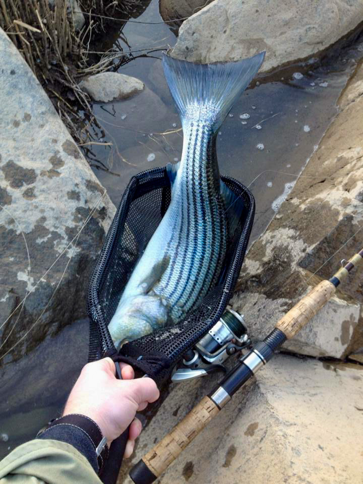 a shad fish in a net