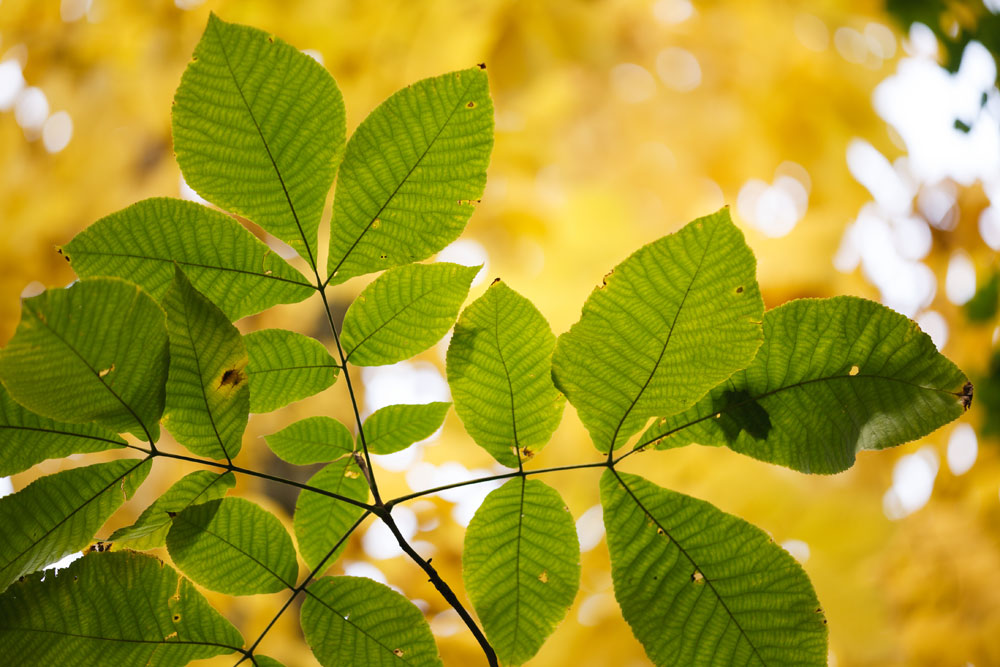 shagbark hickory