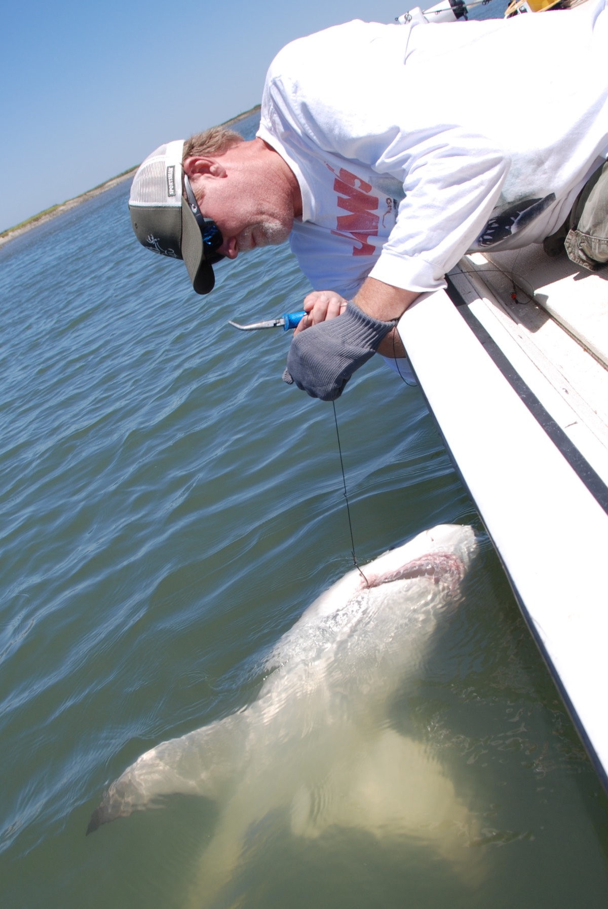 fishing for sharks