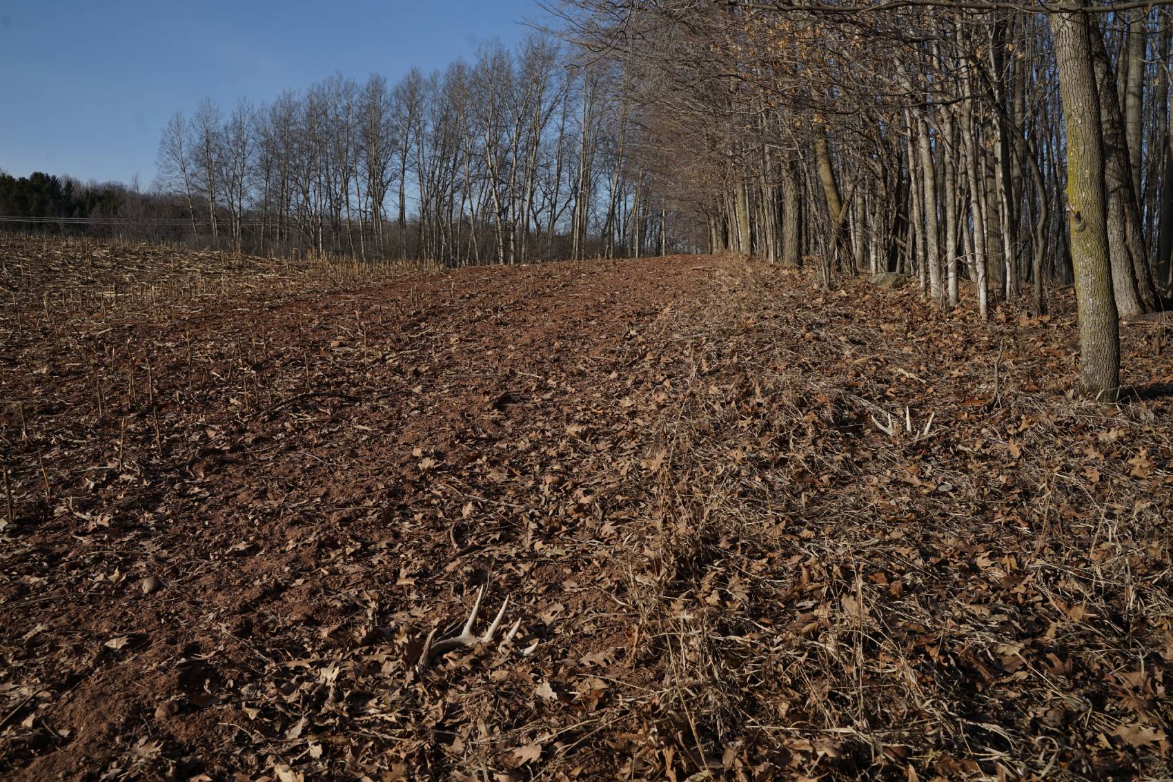 shed antlers in crop field