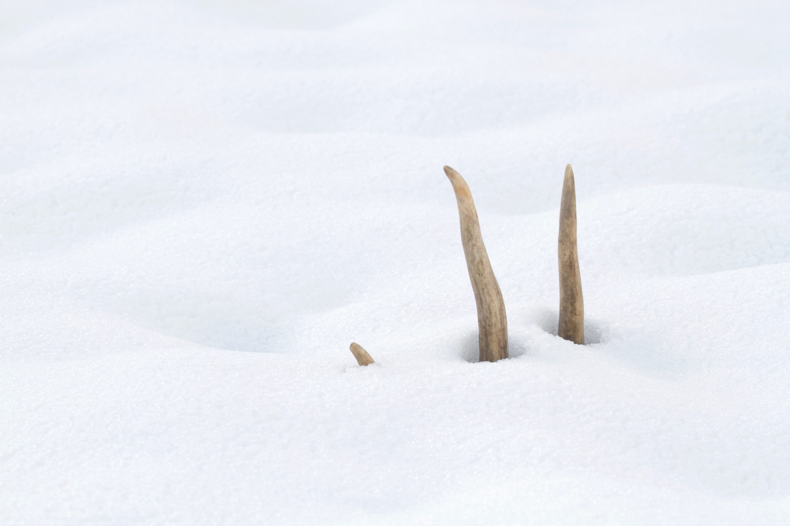 shed hunting