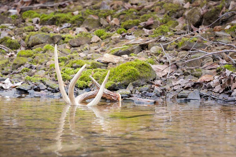 shed antler in water