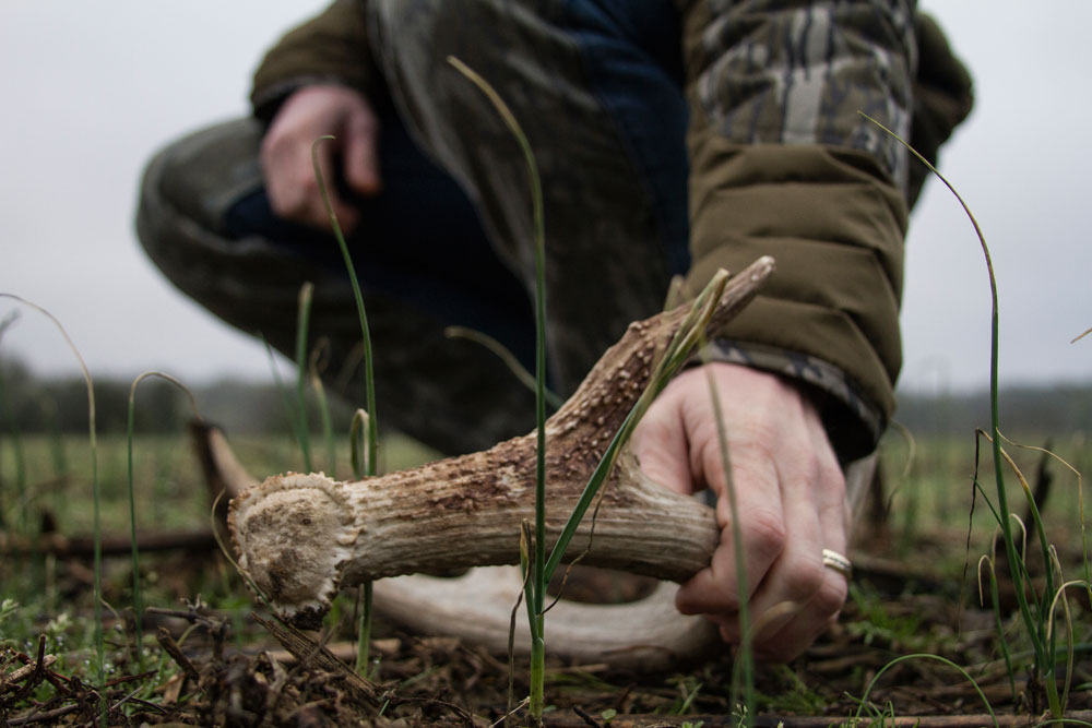 shed antler