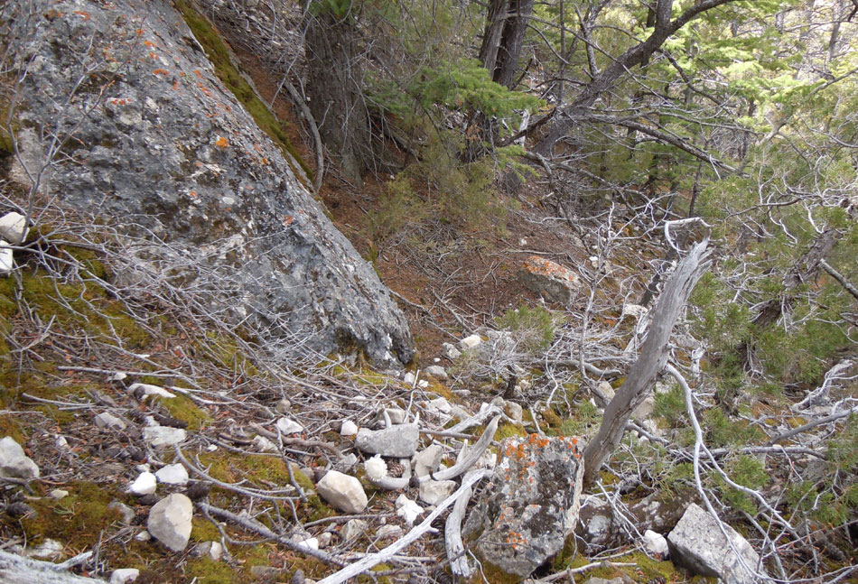 western mule deer and elk trail