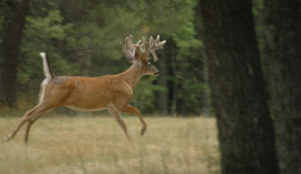 shedding deer