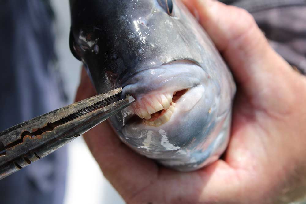 sheepshead fish teeth