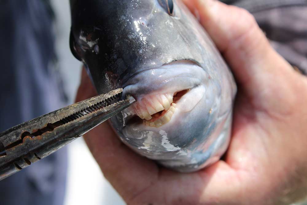 Understanding Winter Sheepshead