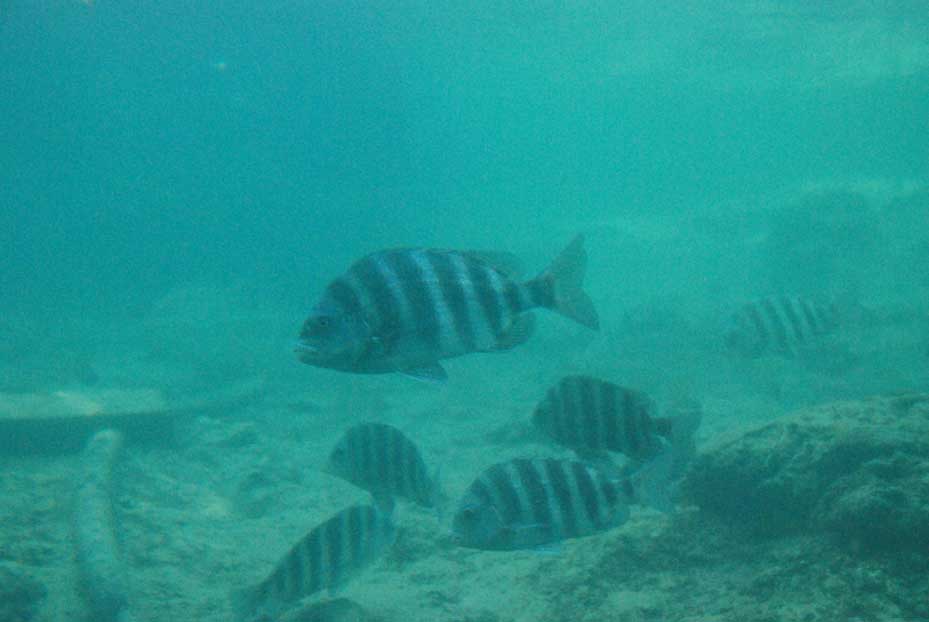 sheepshead under water